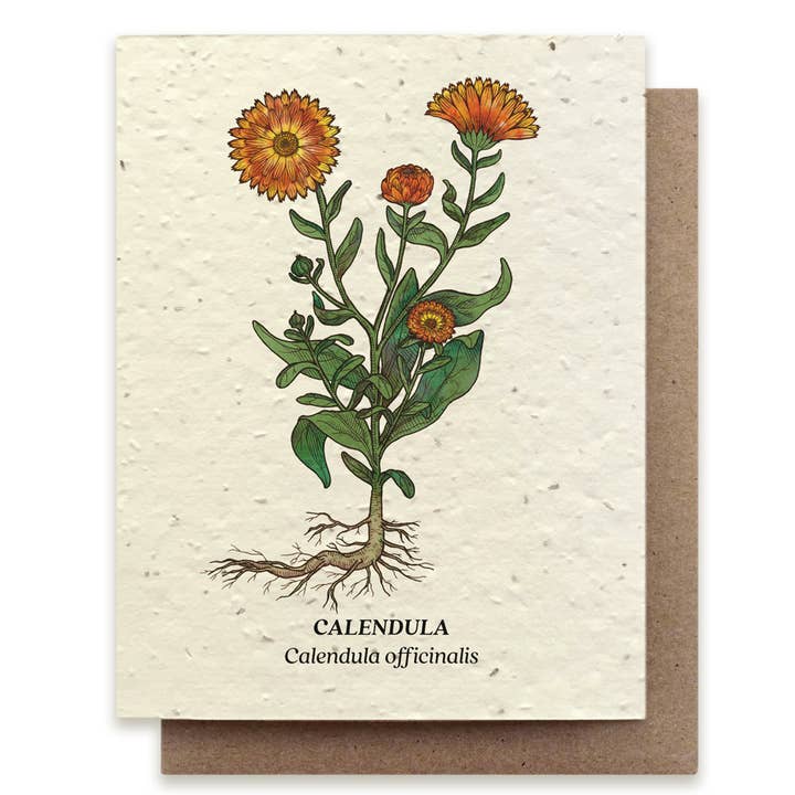 Calendula Wildflower Card - Stone & Spoon