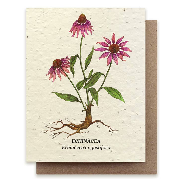 Echinacea Wildflower Card - Stone & Spoon