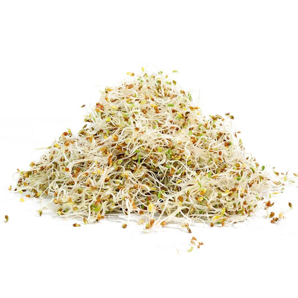Alfalfa Organic Sprouting Seeds - Stone & Spoon