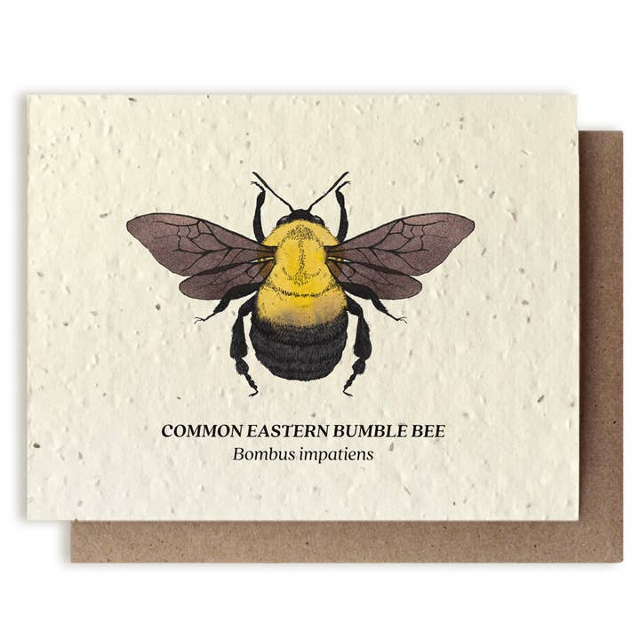 Common Eastern Bumble Bee Wildflower Card - Stone & Spoon